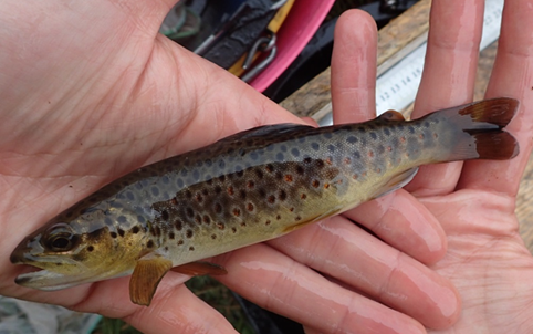 Brown trout